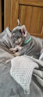 Additional photos: Tan French Bulldog puppies