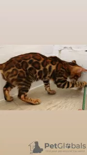 Additional photos: bengal kittens