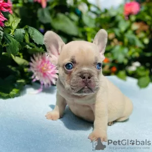 Photo №4. I will sell french bulldog in the city of Gdańsk. private announcement - price - 306$