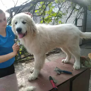 Additional photos: Pyrenean Mountain Dog Puppies