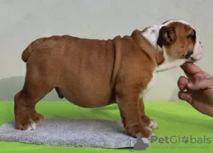 Additional photos: ENGLISH BULLDOG puppies