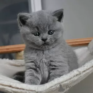 Photo №3. british shorthair. France