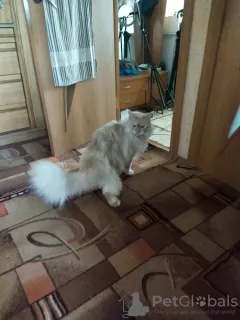 Photo №3. Maine coon cat. Belarus