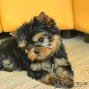 Photo №3. Stunning Yorkshire Terrier puppies. United Kingdom