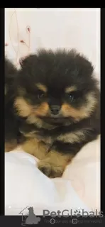 Additional photos: Pomeranian puppies for sale