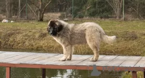 Additional photos: Caucasian Shepherd Dog