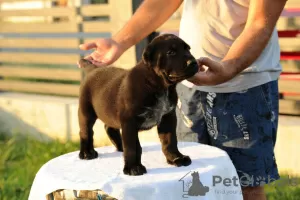 Additional photos: Central Asian Shepherd Dog puppies