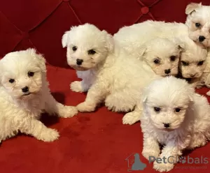 Photo №1. maltese dog - for sale in the city of Kuwait City | negotiated | Announcement № 40433