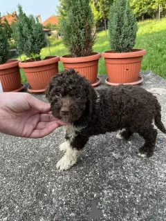 Additional photos: Lagotto Romagnolo puppies