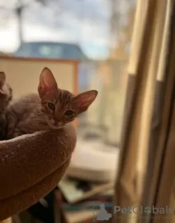 Additional photos: Stunning Ocicat kittens for sale.