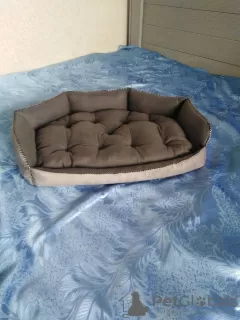 Additional photos: Houses, beds, ottomans for cats, dogs, ferrets, etc.