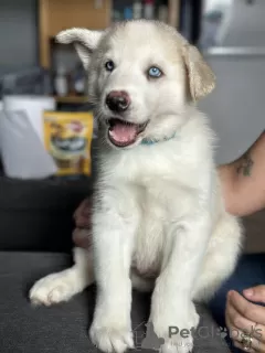 Additional photos: Australian shepherd puppies