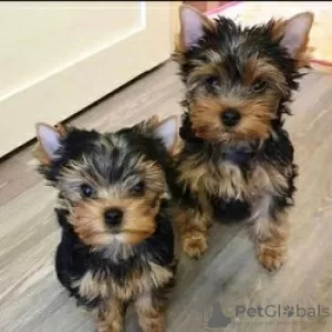 Photo №1. yorkshire terrier - for sale in the city of Helsinki | negotiated | Announcement № 52165