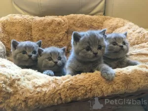 Photo №1. british shorthair - for sale in the city of Gallup | 300$ | Announcement № 129561