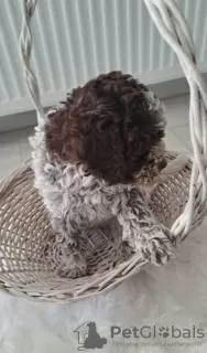 Additional photos: Lagotto Romagnolo puppies