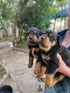 Photo №1. rottweiler - for sale in the city of Jork | Is free | Announcement № 128427