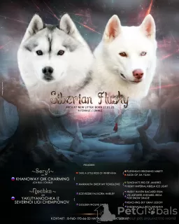 Photo №1. siberian husky - for sale in the city of Syktyvkar | 462$ | Announcement № 9626