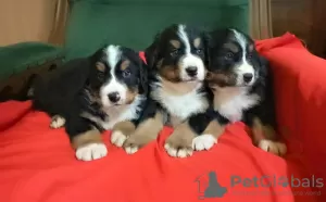 Photo №2 to announcement № 82521 for the sale of bernese mountain dog - buy in Serbia breeder