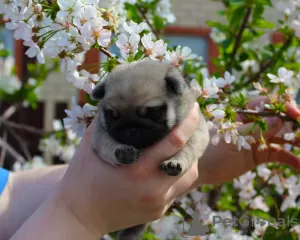 Photo №4. I will sell pug in the city of Orenburg. from nursery, breeder - price - 1208$