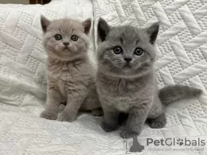 Photo №1. british shorthair - for sale in the city of Walldorf | negotiated | Announcement № 110367