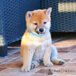 Photo №4. I will sell shiba inu in the city of Belgrade.  - price - negotiated