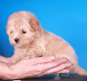 Additional photos: Maltipoo F1 puppies