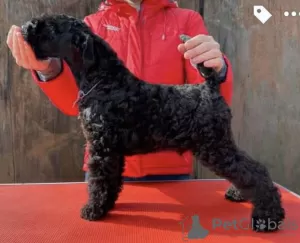 Additional photos: Kerry blue terrier puppies