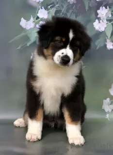 Photo №4. I will sell australian shepherd in the city of Руза. from nursery - price - negotiated