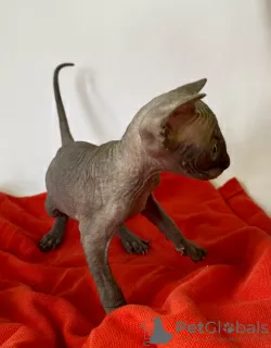 Additional photos: Kittens of the Canadian Sphynx