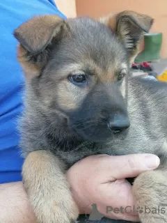 Additional photos: German Shepherd puppies