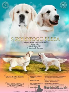 Photo №2 to announcement № 13236 for the sale of golden retriever - buy in Russian Federation private announcement