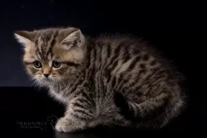 Photo №4. I will sell british shorthair in the city of Minsk. from nursery, breeder - price - 250$