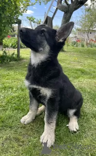 Additional photos: East European Shepherd puppy