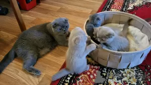 Photo №3. Scottish fold kitten. Germany