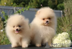 Additional photos: Pomeranian puppies 2.5 months