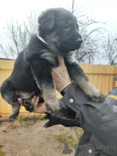 Photo №3. East European Shepherd puppies. Belarus