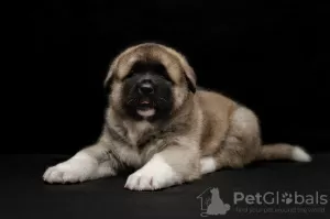 Additional photos: American Akita puppies for sale