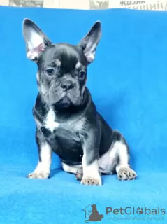 Additional photos: French bulldog puppies