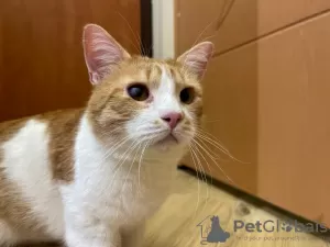 Additional photos: Charming red cat Bonechka is looking for a home and a loving family!