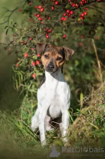 Photo №3. Brazilian terrier puppies. Poland