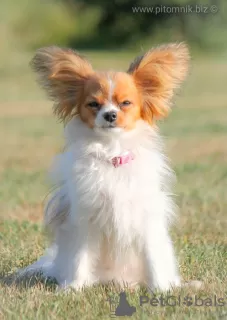 Additional photos: Papillon, bred bitch