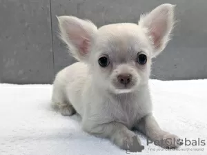 Photo №1. chihuahua - for sale in the city of Cape Coral | 500$ | Announcement № 45623