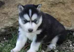 Photo №4. I will sell siberian husky in the city of Geneva.  - price - Is free