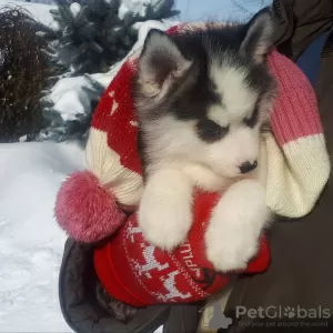 Photo №2 to announcement № 9372 for the sale of siberian husky - buy in Russian Federation from nursery