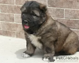 Photo №2 to announcement № 10671 for the sale of caucasian shepherd dog - buy in Russian Federation private announcement