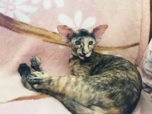 Photo №2 to announcement № 2323 for the sale of oriental shorthair - buy in Russian Federation from nursery, breeder