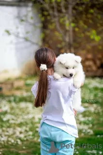 Additional photos: Samoyed, two male puppies