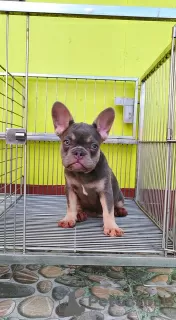 Photo №3. FRENCH BULLDOG PUPPIES FOR SALE PHILIPPINES 09457024296. Philippines