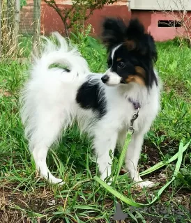 Photo №3. Papillon Puppy tricolor. Poland