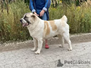 Additional photos: Central asian shepherd puppies for sale